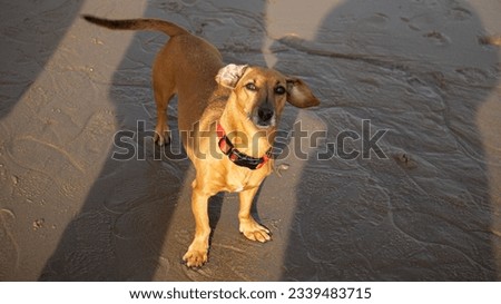 Dog on the river beach