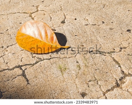 A yellow leaf that falls on the ground is like losing, leaving, being separated. It hurts.  But it will fade away with time. Royalty-Free Stock Photo #2339483971