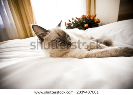 Ragdoll cat on white bed in hotel Royalty-Free Stock Photo #2339487001