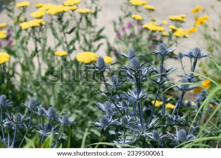 Eryngium and yellow yarrow in the garden Royalty-Free Stock Photo #2339500061
