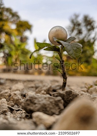 a picture of a spinach tree starting to grow and on top of it there is a pearl