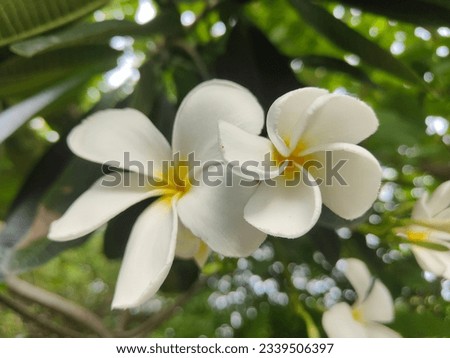 The captivating Frangipani, with its delicate blooms and intoxicating fragrance, a timeless emblem of tropical paradise. Royalty-Free Stock Photo #2339506397