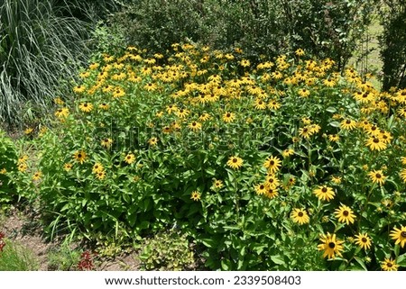 Black-eyed Susan ( Rudbeckia ) flowers. Astetaceae perennial plant native to North America. Yellow flowers bloom from July to October.