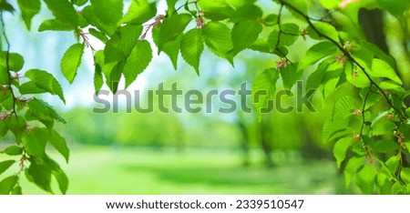 banner image of forest leaves