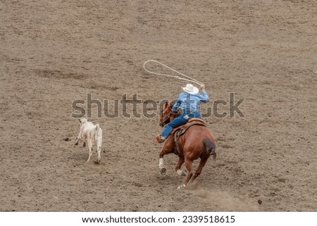 A cowboy is riding a horse in pursuit of a calf. He trying to lasso the calf in a tie down roping contest at a rodeo. The calf is white and the cowboy is wearing blue with a white hat. The ground dirt