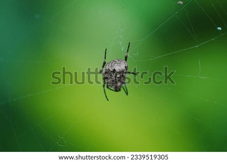 Neoscona, known as spotted orb-weavers and barn spiders, is a genus of orb-weaver spiders (Araneidae) Royalty-Free Stock Photo #2339519305