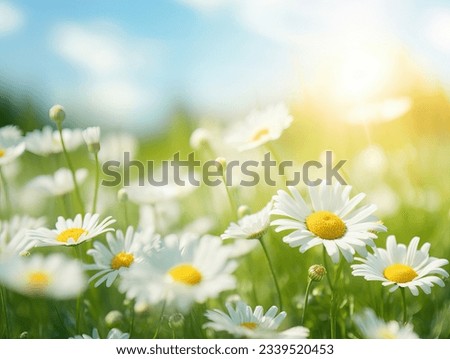 Field of daisies in good weather