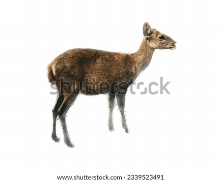 a photography of a deer standing in the snow with a white background, there is a deer standing in the snow with a white background.