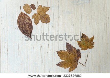 Autumn leaves in a white table background
