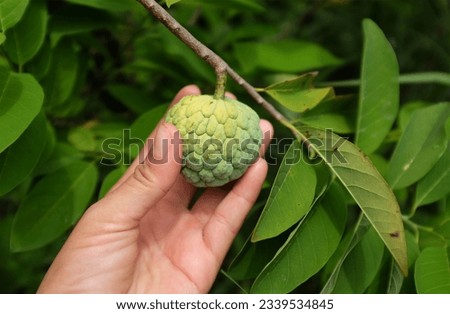 gardener hand holding a fresh sweet sugar apple ,custard apple,sweetsop,annona,(annona squamosa) in the garden tropical fruit