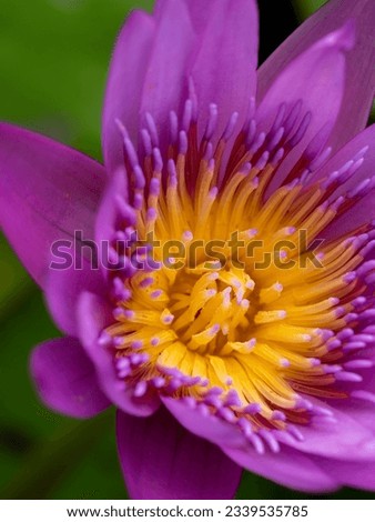The Pink-yellow Pollens Lotus Blooming in The Dark Background