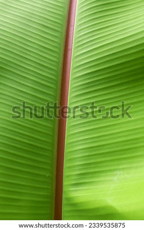 top view structure of fresh banana leaves.use us space for text or image backdrop design.