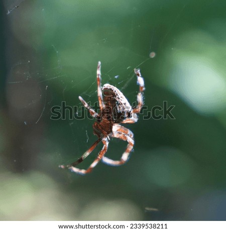 Spider On Its House In The Forest