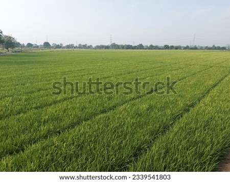 Beautiful landscape of rice field, Subang, West Java, Indonesia