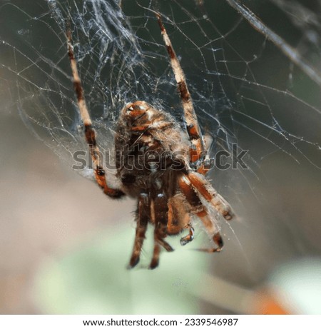 Spider on its House In The Forest