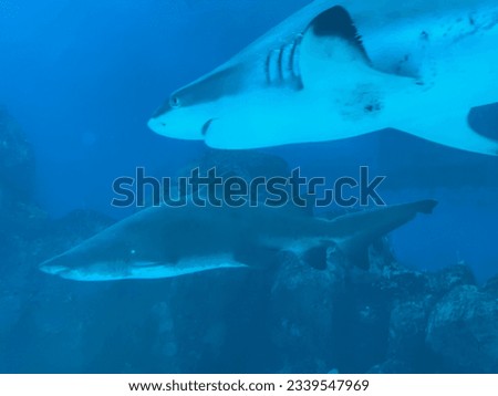 Blue water with two sharks foraging. 