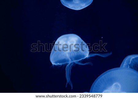 a jelly fish with a design that looks like a face with eyes and a mouth floats in the dark water