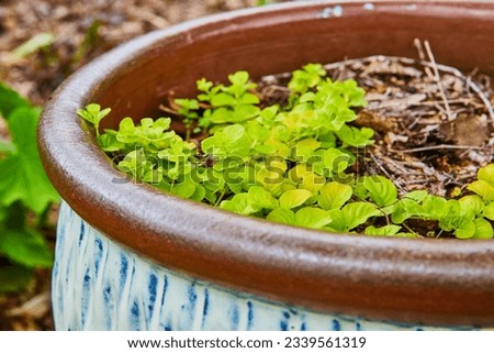 Creeping Jenny in painted clay pot with white and blue pattern Royalty-Free Stock Photo #2339561319