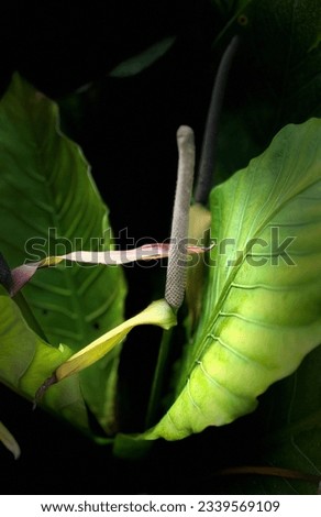 Tropical plants focus close up, green tropical flowers, tropical background