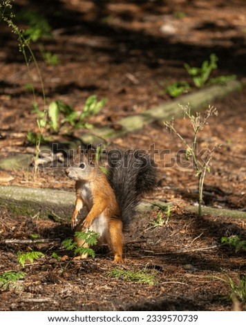 A squirrel stands on the ground in the forest on a summer day.