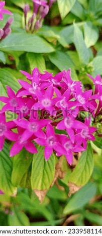 Purple pentas flowers stock photo.