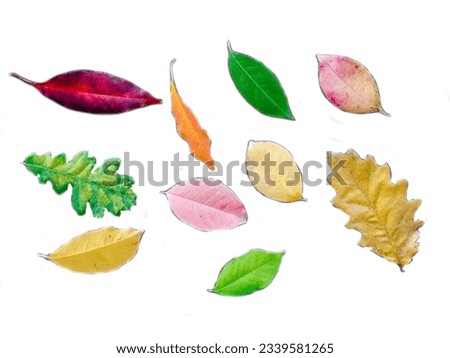 collection of autumn leaves isolated on a white background with clipping path. oak leaf, maple, hawthorn, poplar. red and yellow foliage. herbarium.