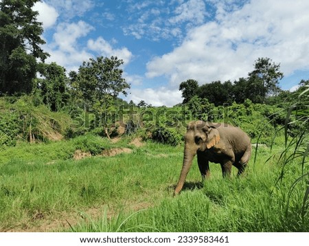 Thai elephant, nature background, meadow and pond