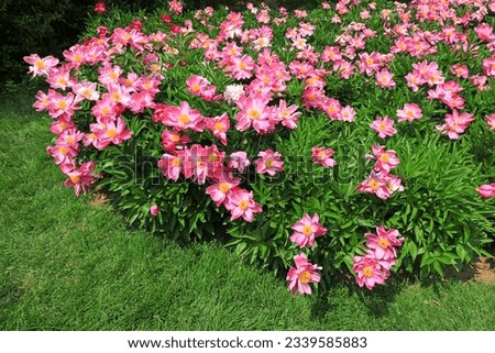 Beautiful peony flowers in the garden