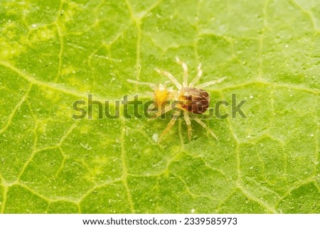Mites are preying on the leaves of wild plants Royalty-Free Stock Photo #2339585973
