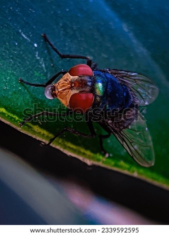 Detailed texture of macro flies perched on a leaf