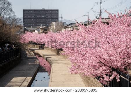 Kawazu cherry blossoms in the Yodo Suiro Waterway in Kyoto. Royalty-Free Stock Photo #2339595895