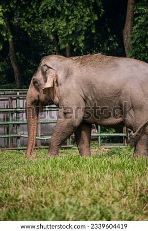 This photo work displays the impression of loneliness and grace of an elephant standing alone in the demonstration enclosure and is photographed from the left side of the elephant
