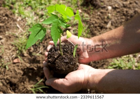Plant a tree. Save the planet. Royalty-Free Stock Photo #2339611567