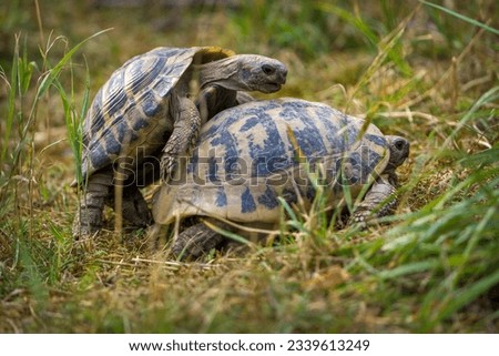 spur-thighed tortoise breeds with another