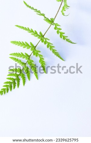 Close up photo of fresh green leaves isolated on white background.