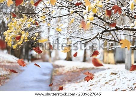 falling leaves snow autumn, winter season tree