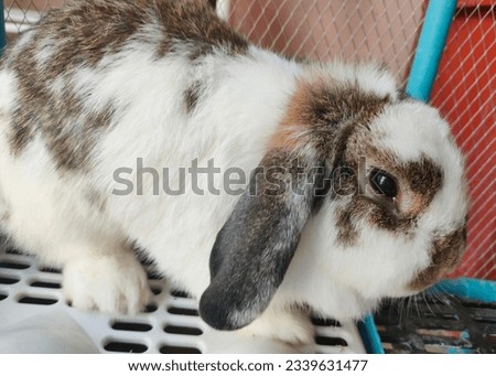The nature of the Holland Lop rabbit is quite endearing to most people.  as he was quite tame