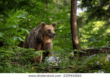 Brown Bear - Ursus arctos large popular mammal from European forests and mountains, Slovenia, Europe. Royalty-Free Stock Photo #2339642061