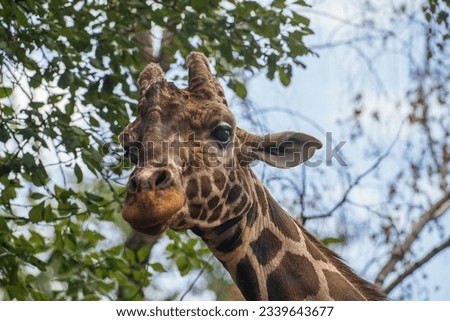 Giraffe head, close-up. Reticulated giraffe or Giraffa camelopardalis reticulata. Place for text.