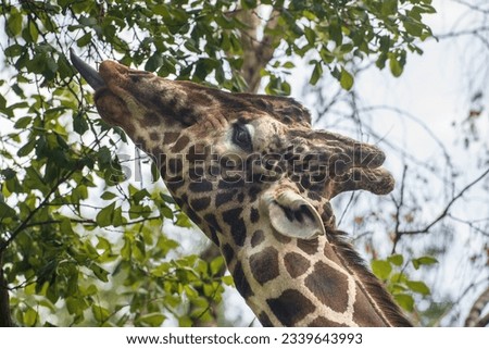 Giraffe with tongue hanging out. Giraffe eats leaves on a tree. Reticulated giraffe or Giraffa camelopardalis reticulata. Place for text.