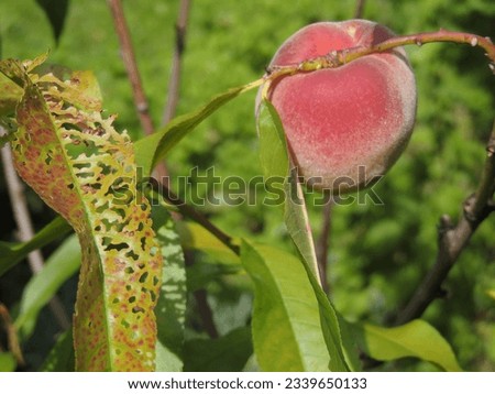 Peach leaf attacked by harmful insects Royalty-Free Stock Photo #2339650133