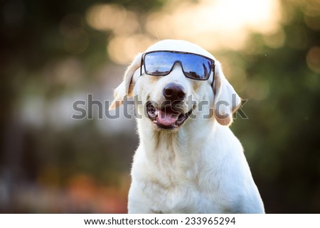 Beautiful Labrador Retriever wearing the sun glasses close up background. Royalty-Free Stock Photo #233965294
