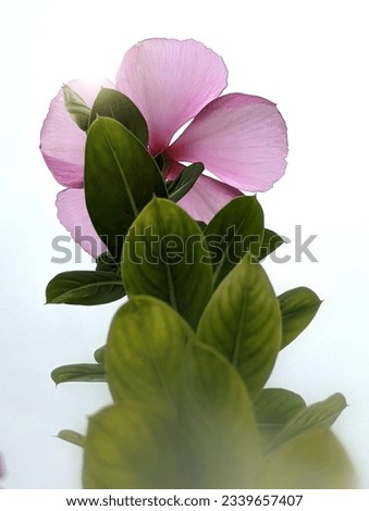 This captivating Shutterstock image features a stunning pink flower with vibrant green leaves, creating a visually striking composition. 