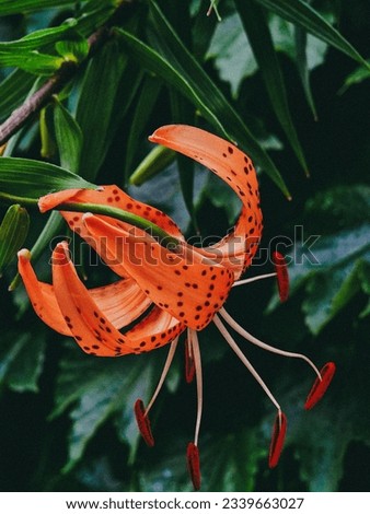 A close up picture of a tiger lily flower with leaves in the background. 
