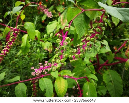 Twig of American pokeweed (Phytolacca americana, poke sallet, inkberry, nightshade, pokeroot, redweed, pigeonberry, pocan bush, red ink plant, Virginian red stem pokeberry) with flowers and berries Royalty-Free Stock Photo #2339666649