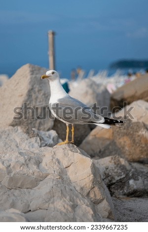 Vertical photo of Seagull siting on the rock, Piran, Slovenia
