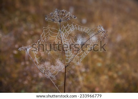Spiderweb wet with dew