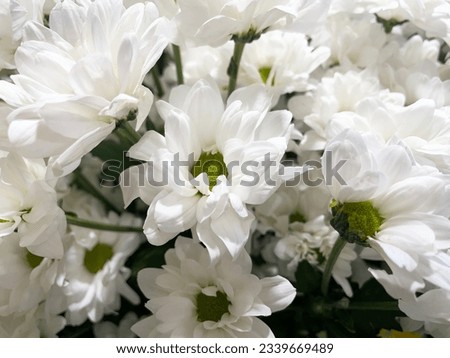 Blossoming lush small white chrysanthemums with a green center and leaves, close-up, side view. Flowers with oblong petals. Bouquet of chrysanthemums. Summer period. Present. Sign of attention.