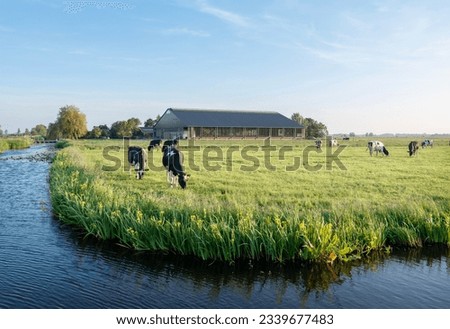blue sky over black and white spotted cows and farm in the green heart of holland near amsterdam in evening sunlight Royalty-Free Stock Photo #2339677483