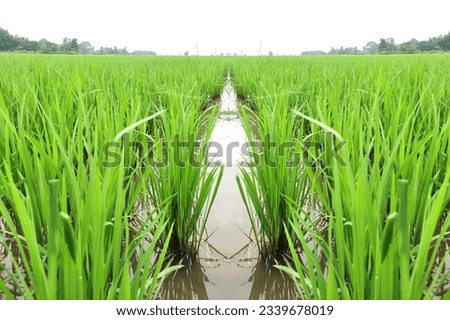paddy field young stage green healthy weed free rice crop with water 